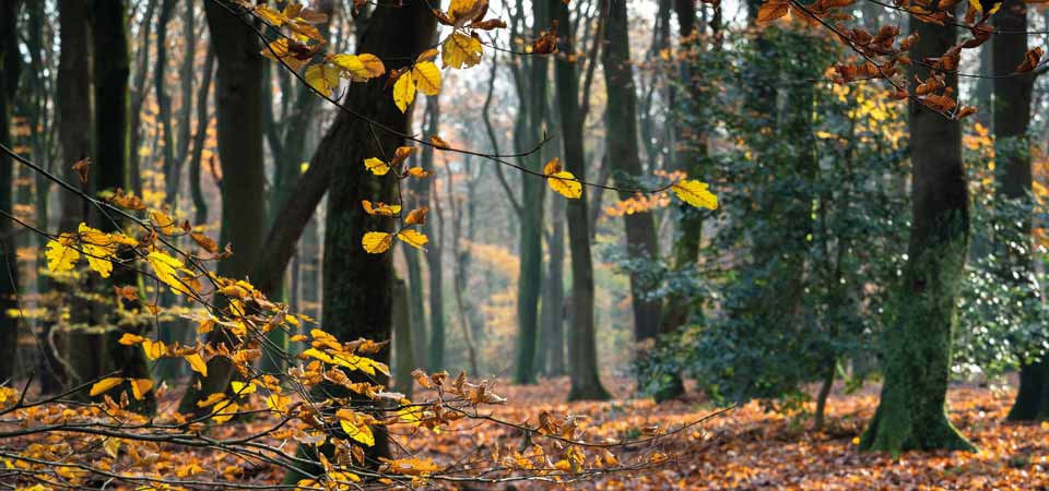 Terapia Forestale d'inverno